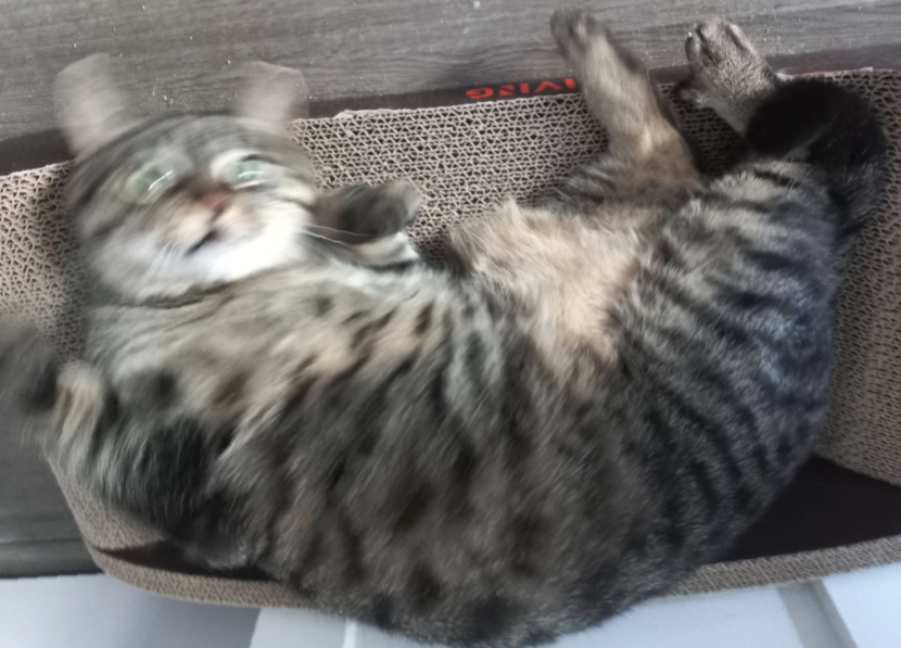 a startled cat, slightly blurry