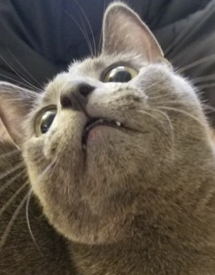 A cat looking very shocked