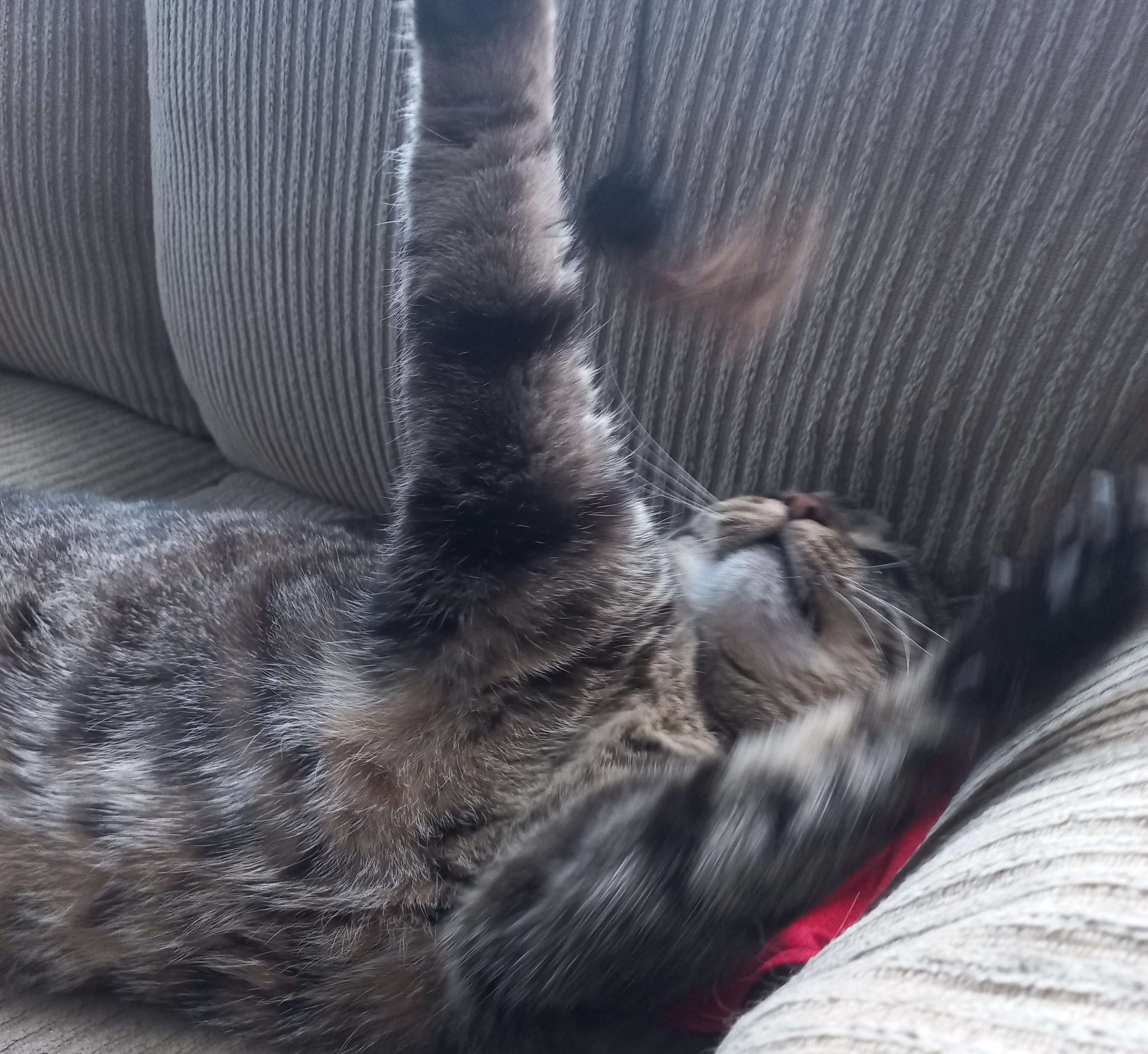 a cat reaching for a toy while reclining on a couch